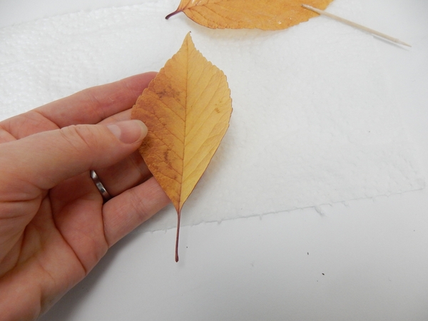 Look carefully at the autumn leaf Look carefully at the autumn leaf
