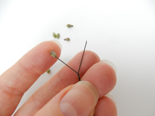 Pierce the cone with the sharp end of the wire Pierce the cone with the sharp end of the wire
