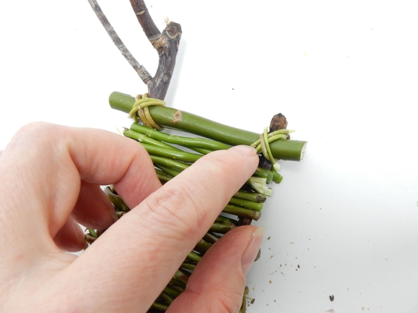 Secure the split twig with a figure eight knot of willow Secure the split twig with a figure eight knot of willow