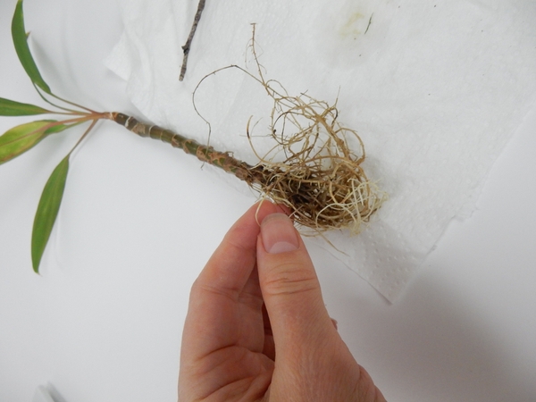 Simply remove the plant from the water and snip the roots Simply remove the plant from the water and snip the roots