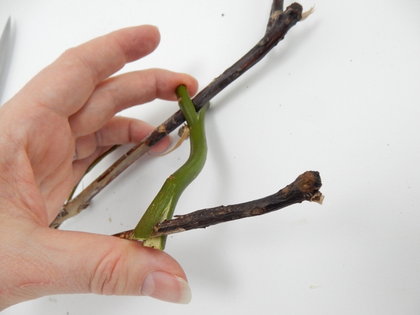 Slip the split ends over the forked twigs to keep it open Slip the split ends over the forked twigs to keep it open