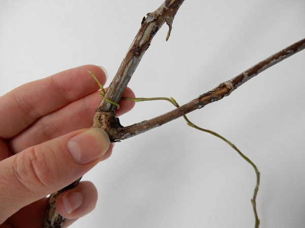 Wind a willow stem around one of the twigs close to the fork Wind a willow stem around one of the twigs close to the fork