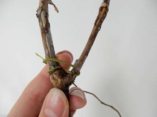 Wind the willow between the two twigs in a figure eight pattern. Wind the willow between the two twigs in a figure eight pattern.