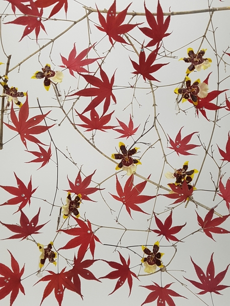 Japanese maple and oncidium Japanese maple and oncidium