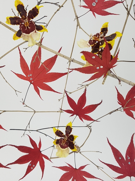 Oncidium orchids Oncidium orchids