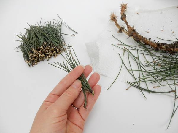 Break the pine needles from the stem Break the pine needles from the stem
