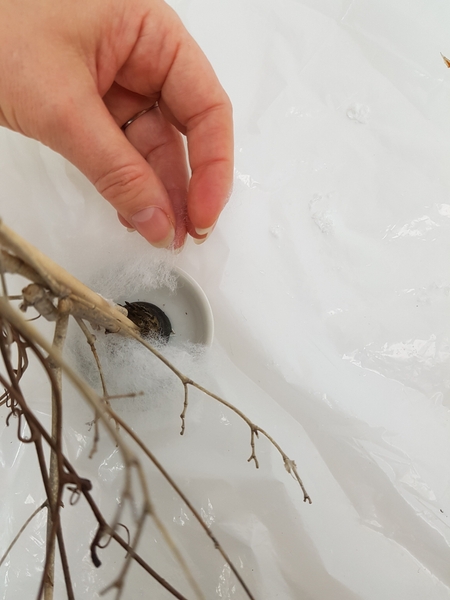 Open up the disk and slip it around the tree base Open up the disk and slip it around the tree base