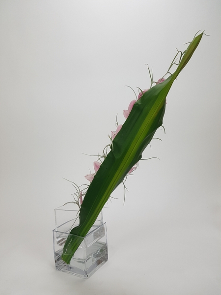 Cordyline armature Cordyline armature