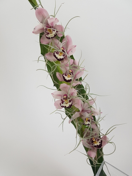 Cymbidium orchids and Spanish moss Cymbidium orchids and Spanish moss