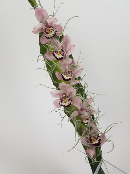 Cymbidium orchids and Spanish moss