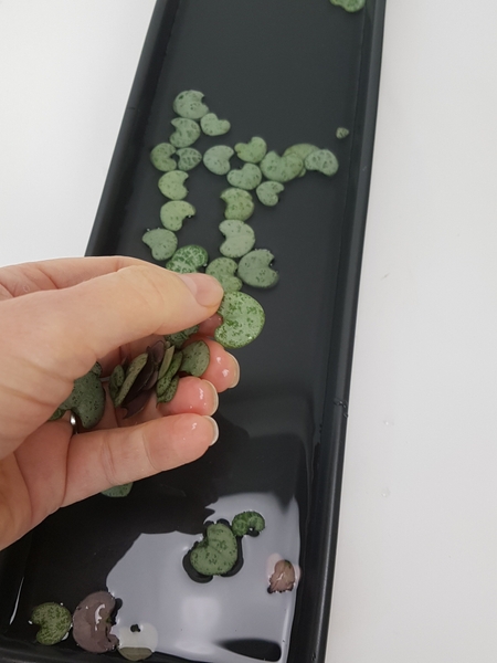 Fill a shallow container with water and float a few rosary vine leaves on the water Fill a shallow container with water and float a few rosary vine leaves on the water