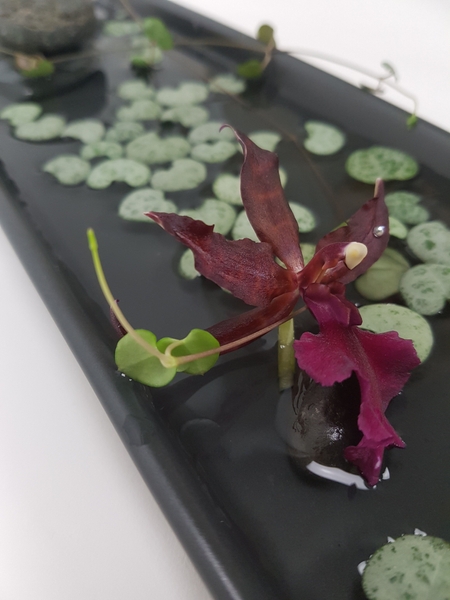 Oncidium orchids in a shallow design Oncidium orchids in a shallow design