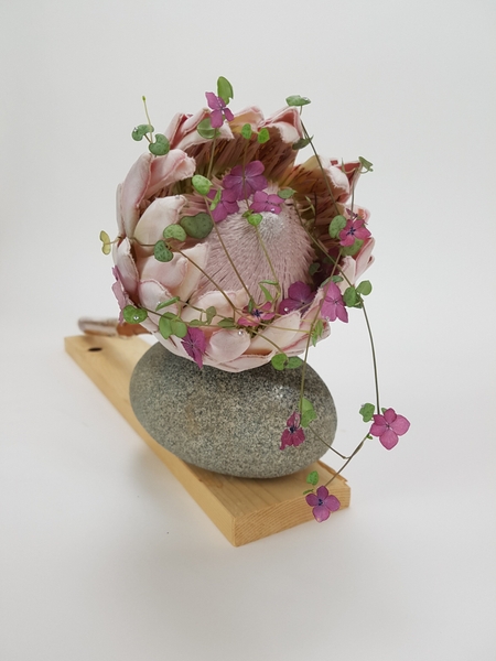 Protea floral art design Protea floral art design