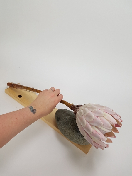 Rest the big protea flower head on the pebble Rest the big protea flower head on the pebble