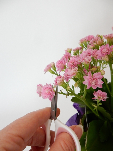 Snip the flowers from the Kalanchoe plant. Snip the flowers from the Kalanchoe plant.