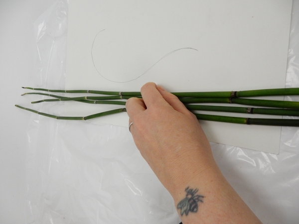 Choose two straight Equisetum shoots Choose two straight Equisetum shoots