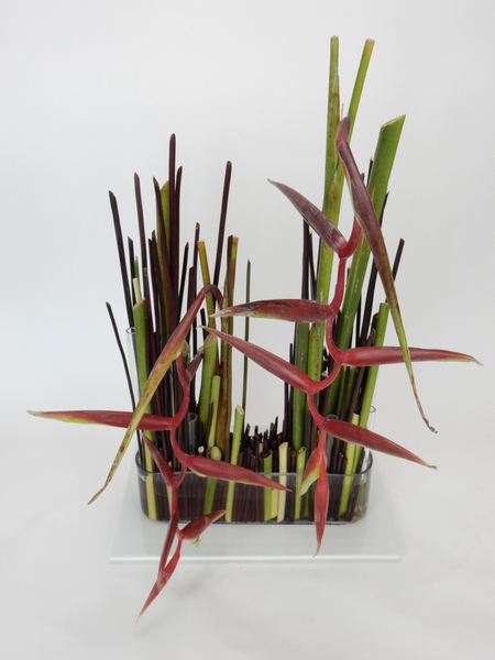 Heliconia stem armature floral design Heliconia stem armature floral design