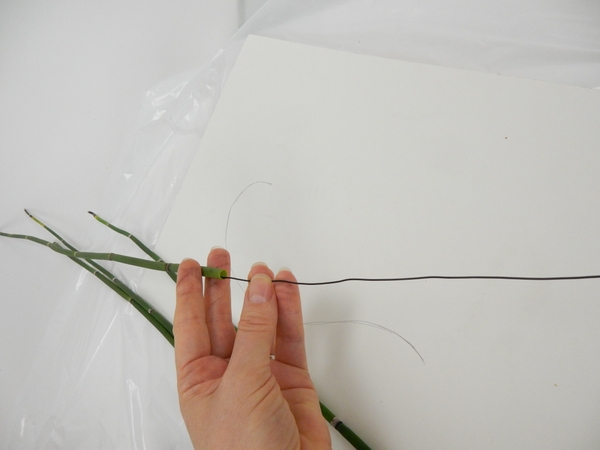 Press a wire into the hollow cavity of the shoot Press a wire into the hollow cavity of the shoot