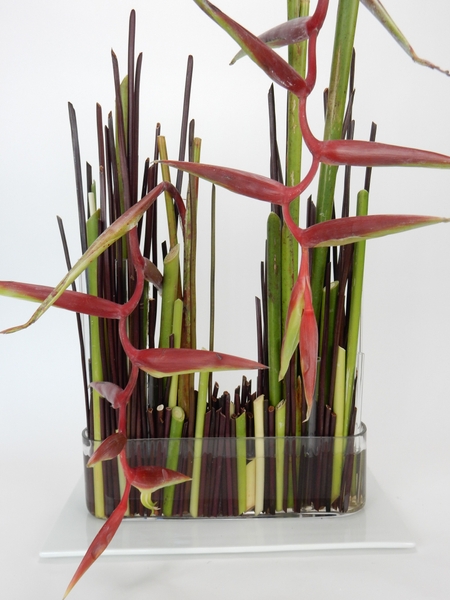 Red lipstick hanging heliconia Red lipstick hanging heliconia