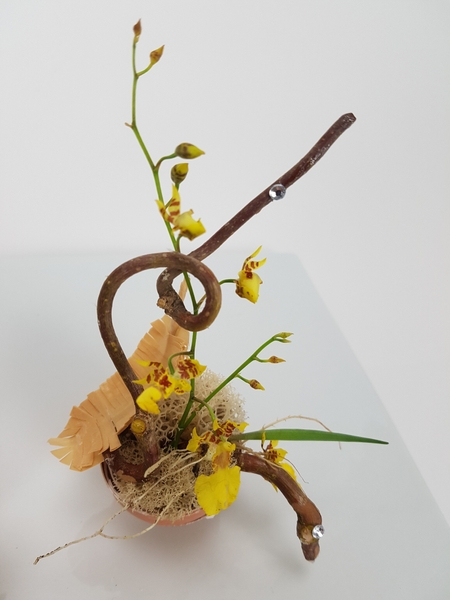 Oncidium orchids in moss Oncidium orchids in moss