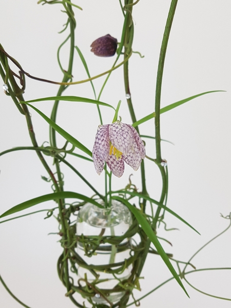 Clematis vine nest for a Fritillaria flower arranging design Clematis vine nest for a Fritillaria flower arranging design