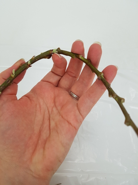 Cushion the twig with your finger to cure it rather than bend it at a sharp angle Cushion the twig with your finger to cure it rather than bend it at a sharp angle
