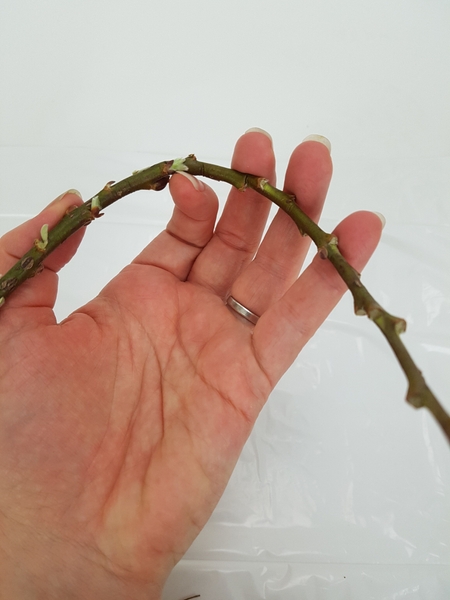 Cushion the twig with your finger to cure it rather than bend it at a sharp angle