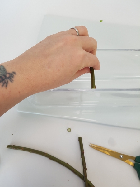 Cut fresh pussy willow twigs to fit snugly in a narrow container Cut fresh pussy willow twigs to fit snugly in a narrow container