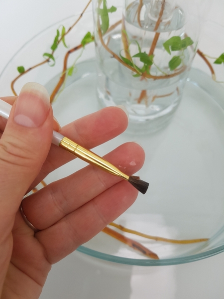 Even the tiniest bits of plant material float closer to the brush and can simply be picked up Even the tiniest bits of plant material float closer to the brush and can simply be picked up