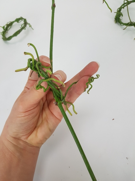 Let the wreath catch on a vine stem tendril Let the wreath catch on a vine stem tendril