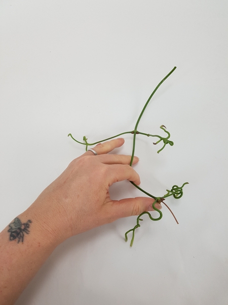 Manipulate the vine so that it can be woven Manipulate the vine so that it can be woven