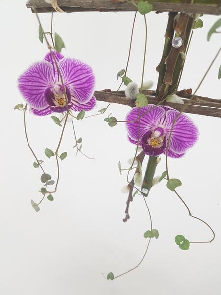 Phalaenopsis, rosary vine and pussy willow hanging flower arrangement Phalaenopsis, rosary vine and pussy willow hanging flower arrangement