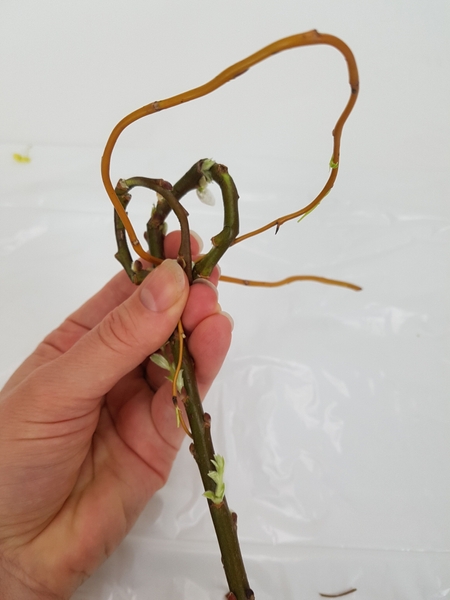 Secure the loops with a willow stem Secure the loops with a willow stem