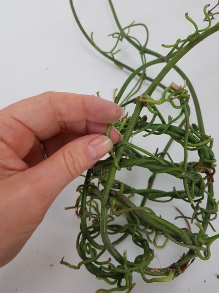 Secure the wreaths with stem tendrils from the vine. Secure the wreaths with stem tendrils from the vine.