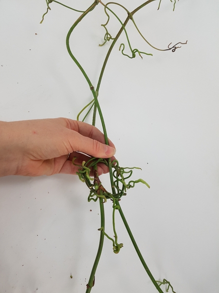 Weave the tendrils around both wreaths to secure the vines into place. Weave the tendrils around both wreaths to secure the vines into place.