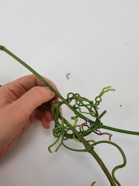 Weave this vine stem tendril around the wreath to secure it Weave this vine stem tendril around the wreath to secure it