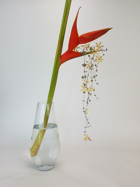 A single Heliconia stem A single Heliconia stem