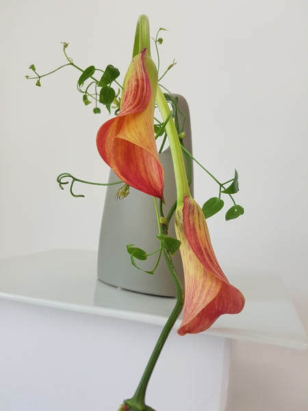 Arum lily floral design. Arum lily floral design.