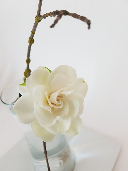 Beautiful Gardenia. Beautiful Gardenia.
