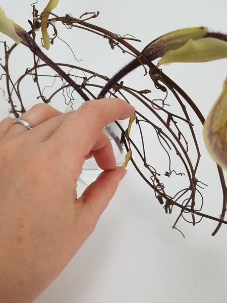 Glue in seedpods Glue in seedpods