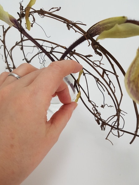 Glue in seedpods