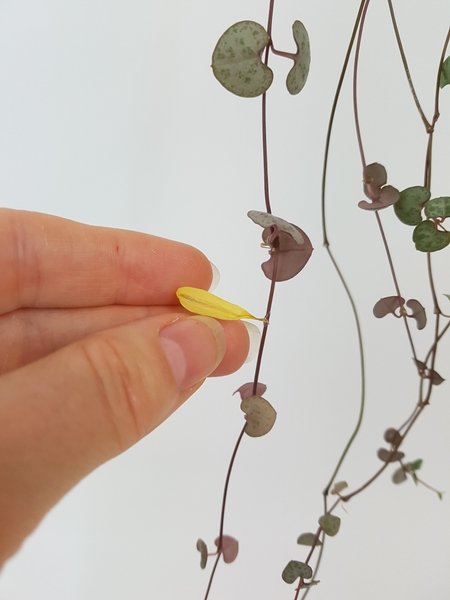 Glue the Chrysanthemum petal to the trailing Ceropegia woodii vine