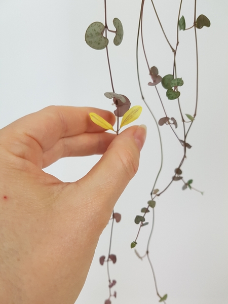 Glue the next petal Glue the next petal