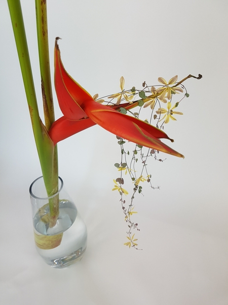 Heliconia, Ceropegia woodii vine and Chrysanthemum Heliconia, Ceropegia woodii vine and Chrysanthemum