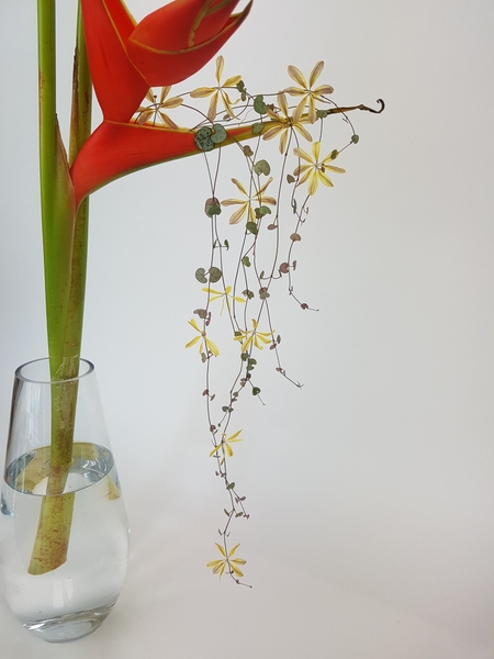 Heliconia, rosary vine and Chrysanthemum Heliconia, rosary vine and Chrysanthemum