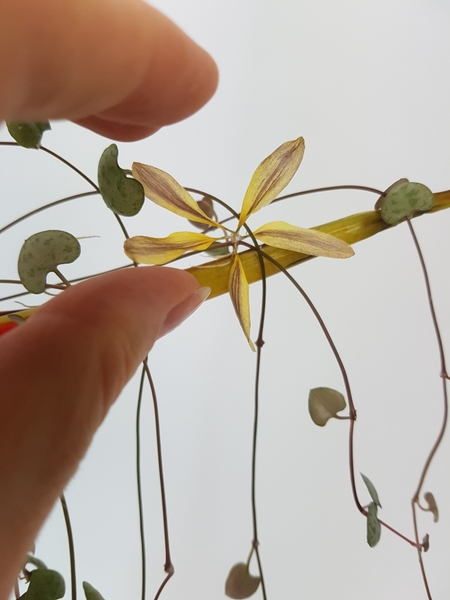I chose the colour of my petals to match the cream edge on the Heliconia I chose the colour of my petals to match the cream edge on the Heliconia