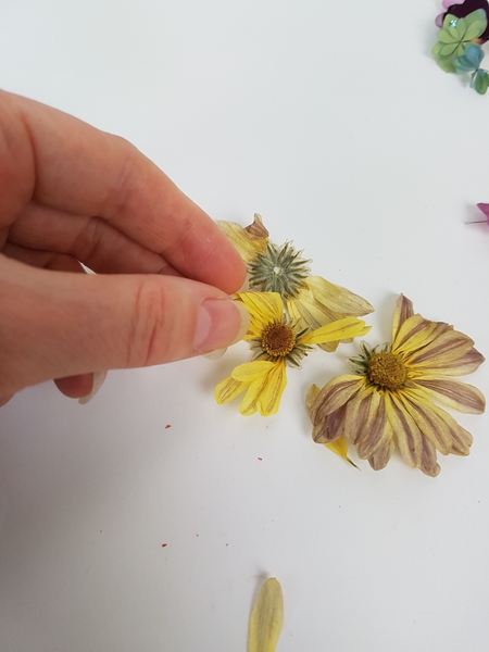 Pick the petals Pick the petals