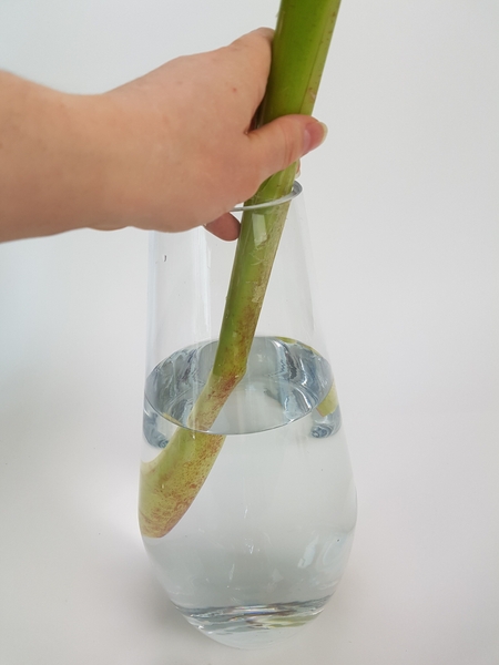 Place a Heliconia stem at a slight angle in a vase. Place a Heliconia stem at a slight angle in a vase.