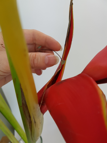 Slip the Ceropegia woodii vines into the cavity of the Heliconia flower