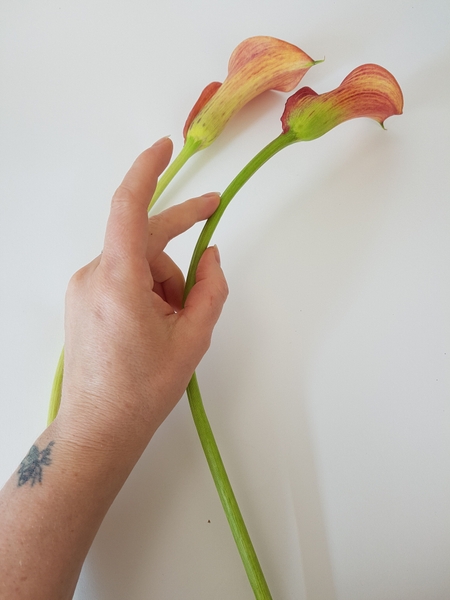 Soft stems like the Arum lilies can be massaged to curve. Soft stems like the Arum lilies can be massaged to curve.